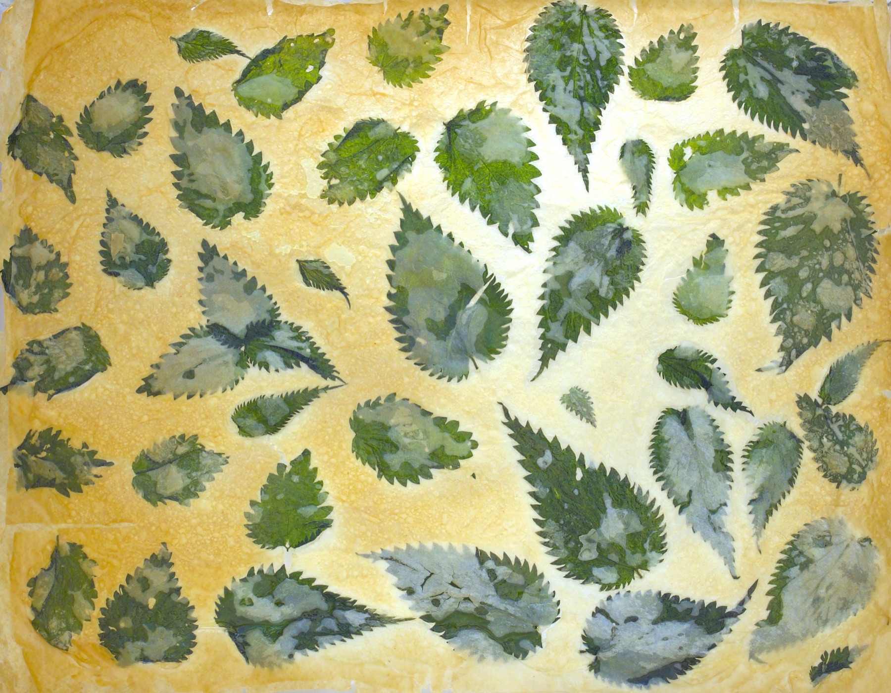 Composition graphique de feuilles d’ortie sur fond clair