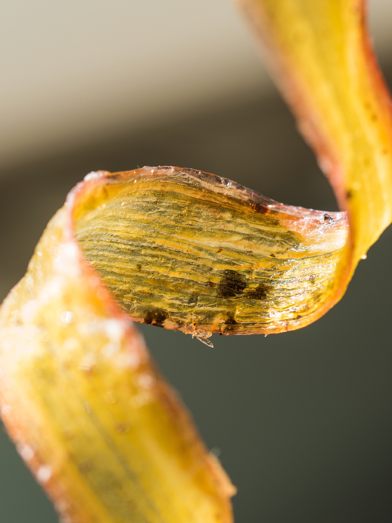 Macro d’une matière alimentaire dorée aux nervures visibles